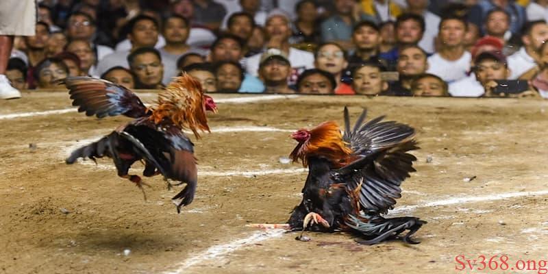 Cách chấp tiền gà chọi
