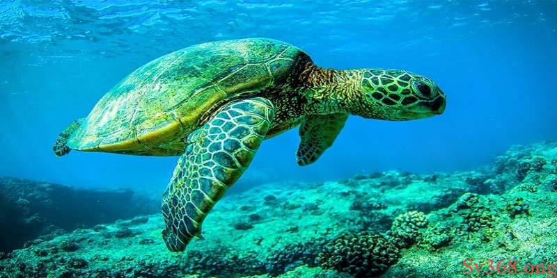 Giải Mã Mơ Thấy Rùa Đánh Con Gì? Điềm Lành Hay Dữ? 2 Mộng mị thấy rùa bơi dưới nước chốt nhanh cặp đề 34, 68